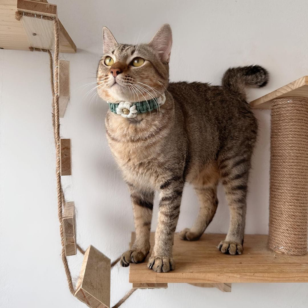 Amity Purrtite